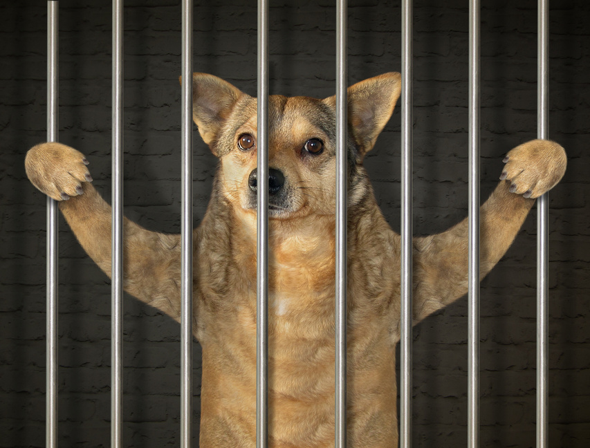 Dog prisoner in jail 2